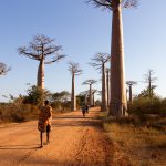 Baobabs Caddesi, Morondava, Madagascar