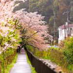 Philosopher’s Path (Filozof Yolu), Kyoto, Japonya