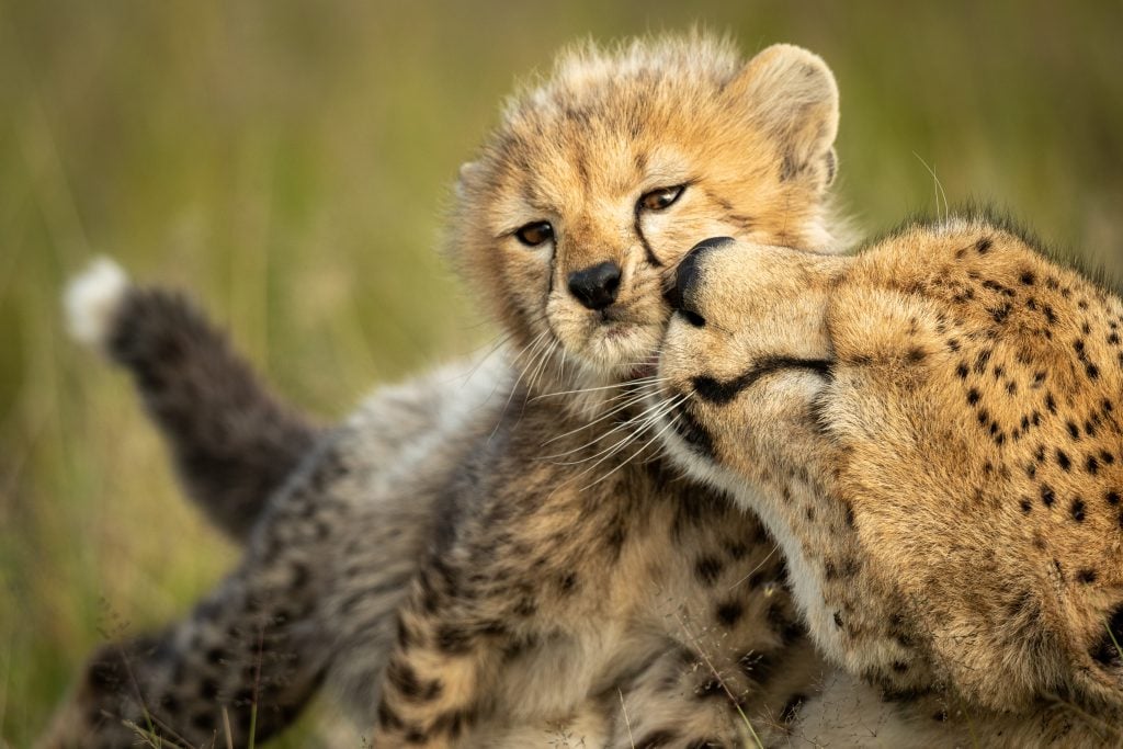 Çita ve Yavrusu