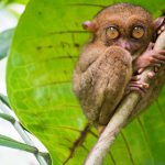 Tarsier Koruma Alanı, Filipinler