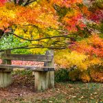 Westonbirt The National Arboretum (İngiltere)