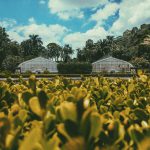 Sao Paulo Botanik Bahçesi (Jardim Botânico de São Paulo), Brezilya