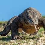 Komodo ejderi