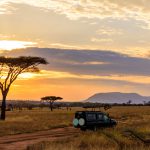 Kruger Ulusal Parkı – Güney Afrika