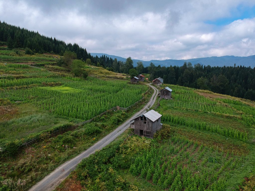 Torkul Yaylası, Düzce