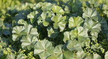 Zonguldak’ın Meşhur Yemekleri