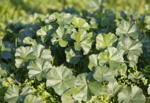 Zonguldak’ın Meşhur Yemekleri Ebegümeci, Zonguldak