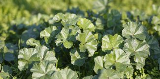 Zonguldak’ın Meşhur Yemekleri Ebegümeci, Zonguldak