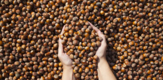 Düzce’de Ne Yenir, Nerede Yenir? Düzce Fındık