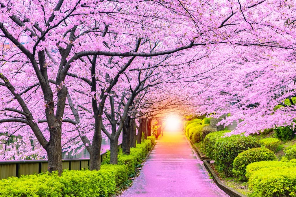 Kiraz Çiçeği Festivali (Cherry Blossom Festival) – Güney Kore