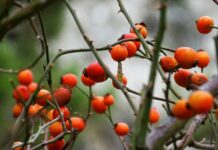 Kütahya’da Ne Yenir, Nerede Yenir? Kütahya Kızılcık