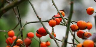 Kütahya’da Ne Yenir, Nerede Yenir? Kütahya Kızılcık