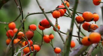 Kütahya’da Ne Yenir, Nerede Yenir?