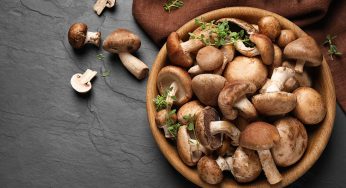 Ülkemizde Yetişen Mantar Çeşitleri