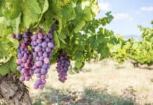 Türkiye’nin En Keyifli Bağ Otelleri İzmir Bağ