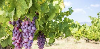 Türkiye’nin En Keyifli Bağ Otelleri İzmir Bağ