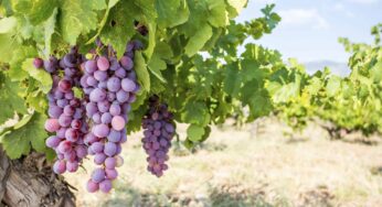 Türkiye’nin En Keyifli Bağ Otelleri