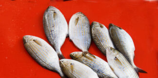 Çanakkale’nin Meşhur Lezzetleri- Çanakkale Yemekleri Kumkale Sarpa