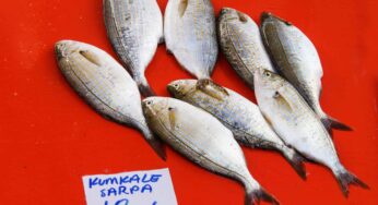 Çanakkale’nin Meşhur Lezzetleri- Çanakkale Yemekleri