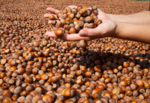 Düzce’nin Meşhur Yemekleri Düzce Fındık