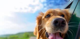 Evcil Hayvanla Uzun Araba Yolculuğu Yapacaklara Nokta Atışı Tavsiyeler Evcil Hayvanla Seyahat