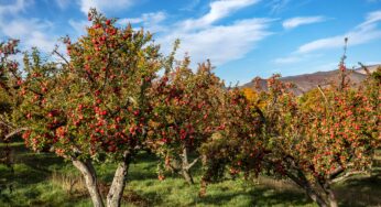 Niğde’nin Meşhur Yemekleri