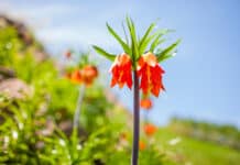 Şırnak’ın Meşhur Yemekleri Ters Lale Şırnak
