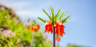 Şırnak’ın Meşhur Yemekleri Ters Lale Şırnak