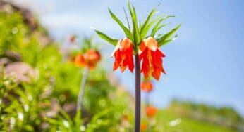 Şırnak’ın Meşhur Yemekleri