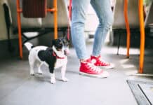 İstanbul’da Toplu Taşımada Artık Evcil Hayvanlar da Seyahat Edecek Evcil Hayvan Toplu Taşıma