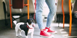 İstanbul’da Toplu Taşımada Artık Evcil Hayvanlar da Seyahat Edecek Evcil Hayvan Toplu Taşıma