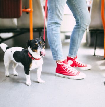 İstanbul’da Toplu Taşımada Artık Evcil Hayvanlar da Seyahat Edecek Evcil Hayvan Toplu Taşıma