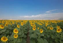 Tekirdağ Nerede, Tekirdağ’a Nasıl Gidilir? Tekirdağ Ayçiçeği