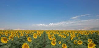 Tekirdağ Nerede, Tekirdağ’a Nasıl Gidilir? Tekirdağ Ayçiçeği