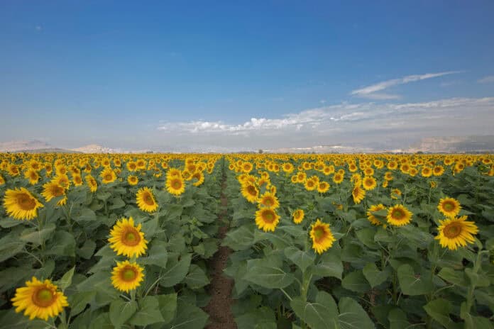 Tekirdağ Nerede, Tekirdağ’a Nasıl Gidilir? Tekirdağ Ayçiçeği