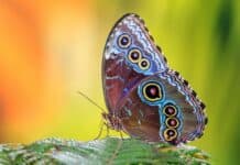 Türkiye’de Görmeniz Gereken 3 Kelebek Vadisi