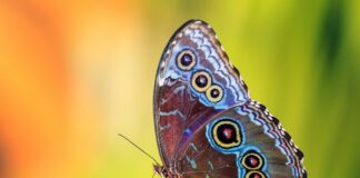 Türkiye’de Görmeniz Gereken 3 Kelebek Vadisi