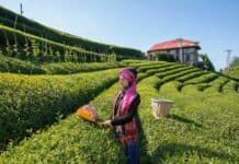 Ramazan Bayramı İçin 4 Günlük Tatil Önerisi: Rize