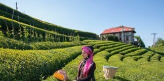 Ramazan Bayramı İçin 4 Günlük Tatil Önerisi: Rize