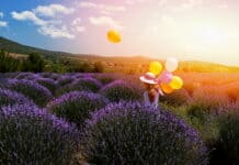 Türkiye’deki Hasat Rotaları