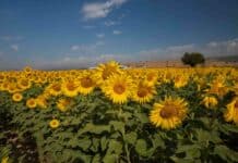 Türkiye’de Çiftçiliğin En Çok Yapıldığı Bölgeler ve İller Türkiye’de Çiftçiliğin En Çok Yapıldığı Bölgeler ve İller