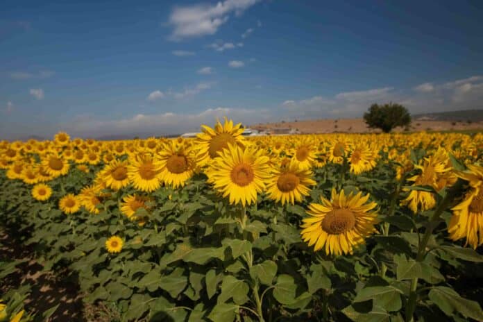 Türkiye’de Çiftçiliğin En Çok Yapıldığı Bölgeler ve İller Türkiye’de Çiftçiliğin En Çok Yapıldığı Bölgeler ve İller