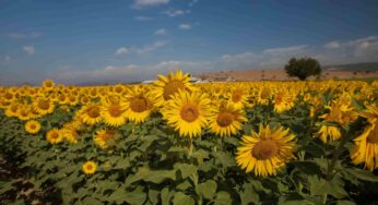 <strong>Türkiye’de Çiftçiliğin En Çok Yapıldığı Bölgeler ve İller</strong>