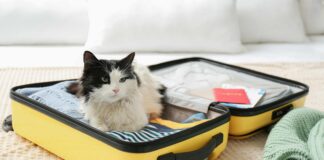 Uçakta Evcil Hayvan Taşıma Prosedürleri Uçakta Hayvan Taşıma Prosedürleri