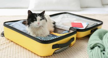 Uçakta Evcil Hayvan Taşıma Prosedürleri