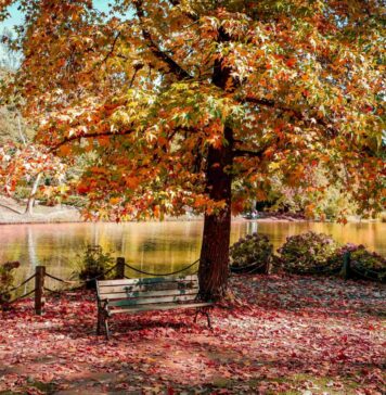 İstanbul Atatürk Arboretumu İstanbul Atatürk Arboretumu Nerede?