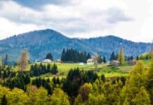 Yemyeşil Bir Cennet: Düzce Yaylaları Yemyeşil Bir Cennet: Düzce Yaylaları