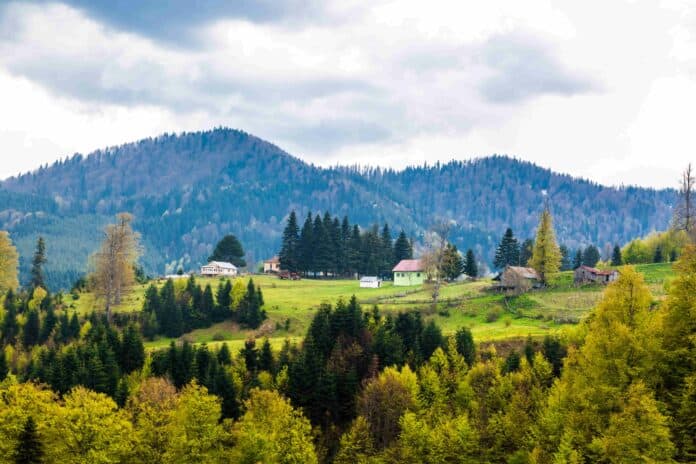 Yemyeşil Bir Cennet: Düzce Yaylaları Yemyeşil Bir Cennet: Düzce Yaylaları