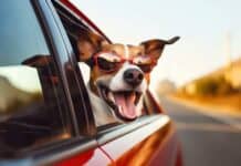 Uzun Araba Yolculuklarında Evcil Hayvanlarınızı Sakinleştirmenin Yolları Uzun Araba Yolculuklarında Evcil Hayvanlarınızı Sakinleştirmenin Yolları