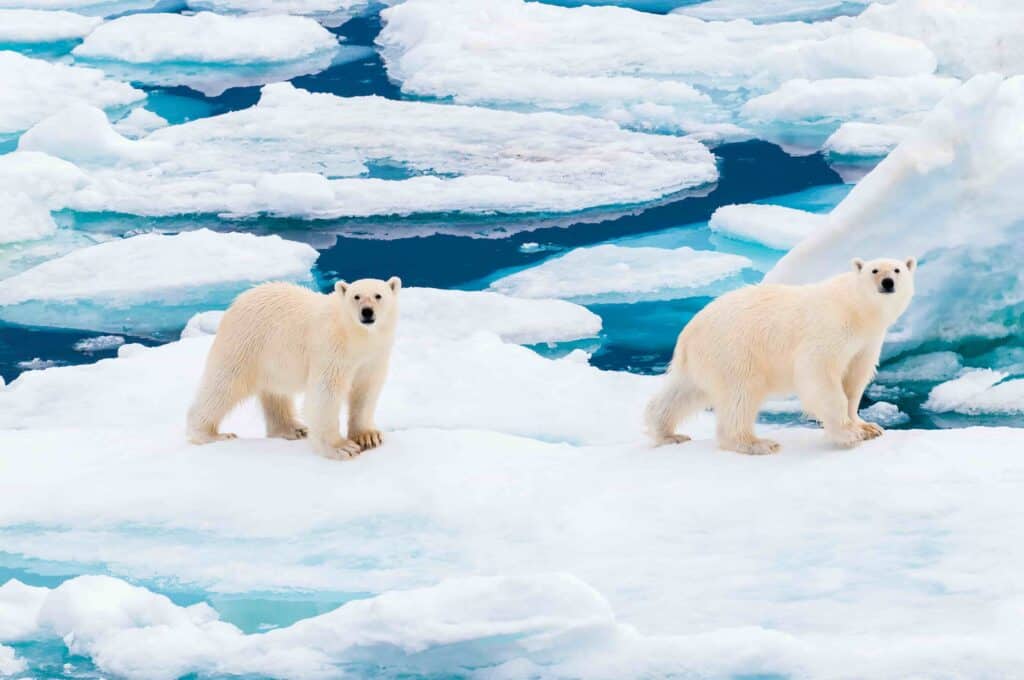 Kutup Ayılarını Keşfetmek: 7 Heyecan Verici Gözlem Noktası